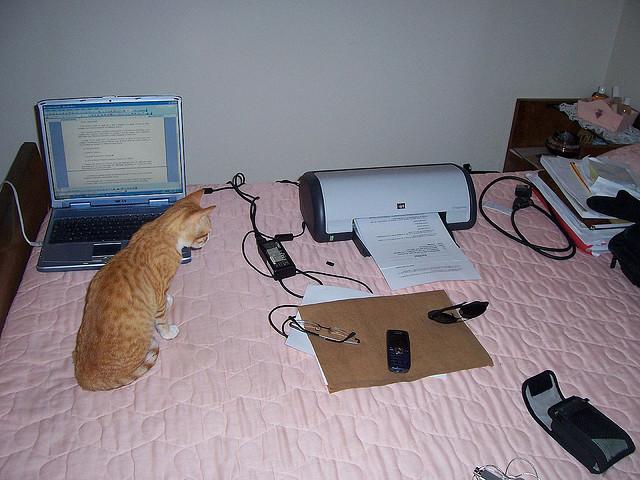 "computer scientist cat" by  Khaled Abdelmoumen