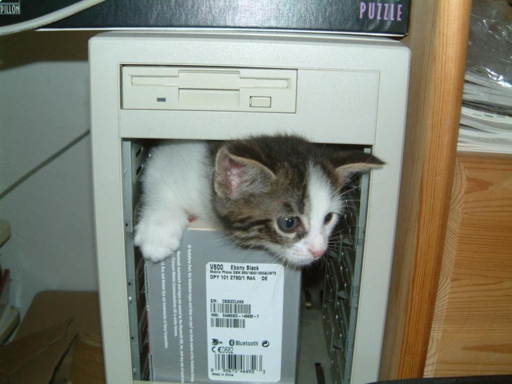 "Computer kitten" by Tim "Avatar" Bartel
