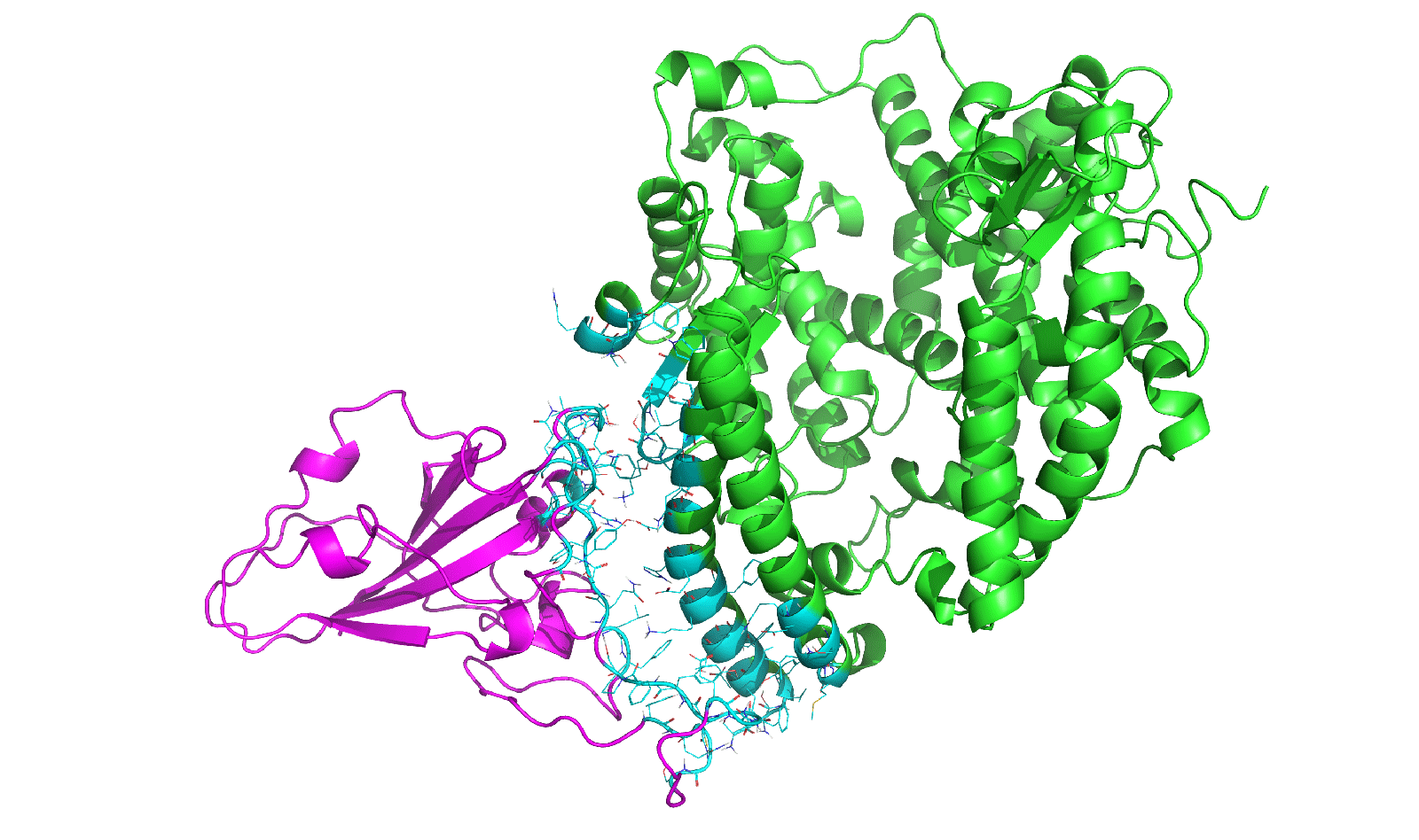 新冠病毒S蛋白与人类受体的结合模型