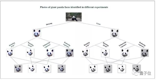熊猫可人脸识别？大熊猫迎来熊生高光时刻，以后终于可以认清我了