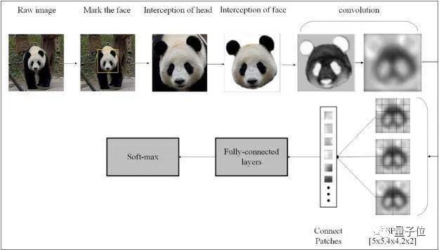 熊猫可人脸识别？大熊猫迎来熊生高光时刻，以后终于可以认清我了