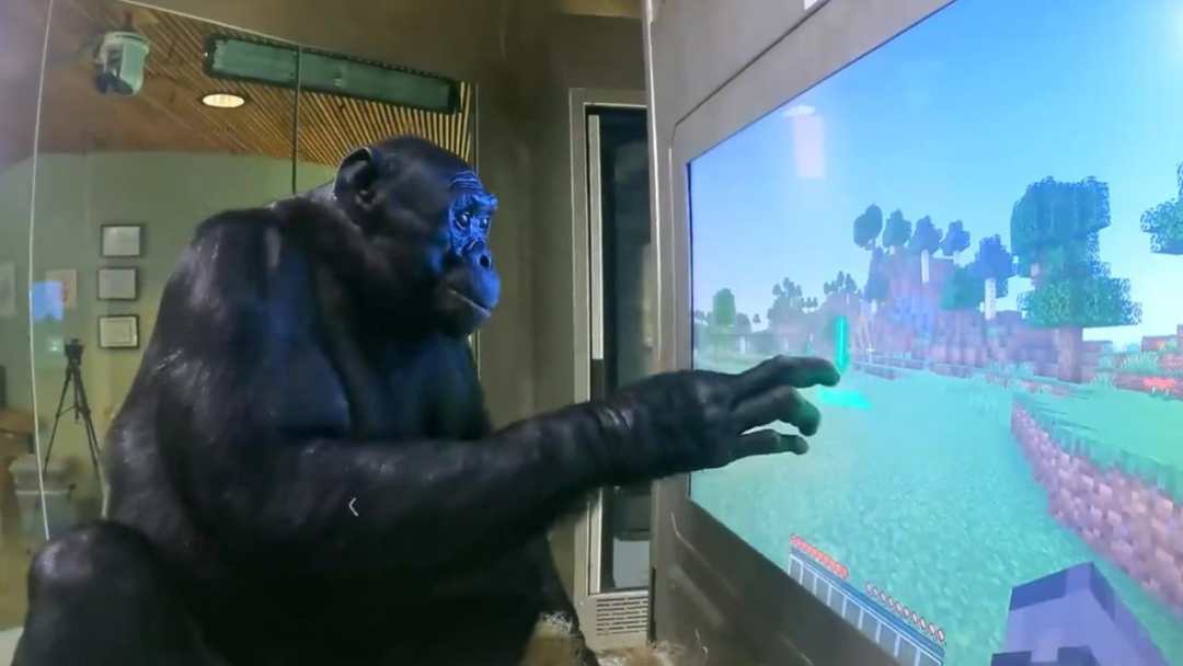 大猩猩也会玩《我的世界》了，看一遍视频就能get新技能